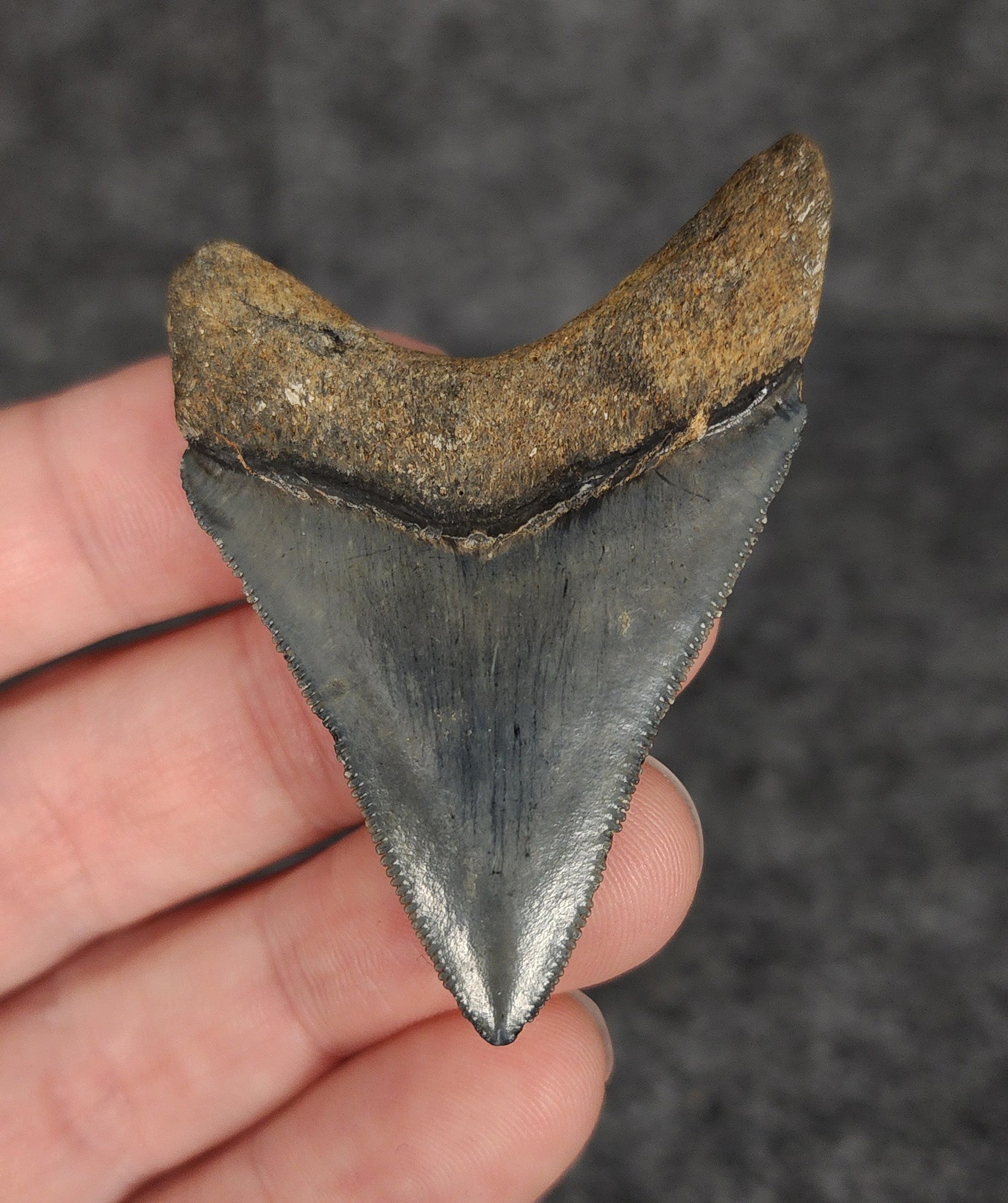 Back view highlighting the robust root structure of 2.28-inch Megalodon tooth fossil from Venice, Florida.