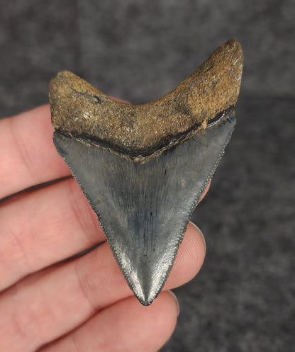 Back view highlighting the robust root structure of 2.28-inch Megalodon tooth fossil from Venice, Florida.