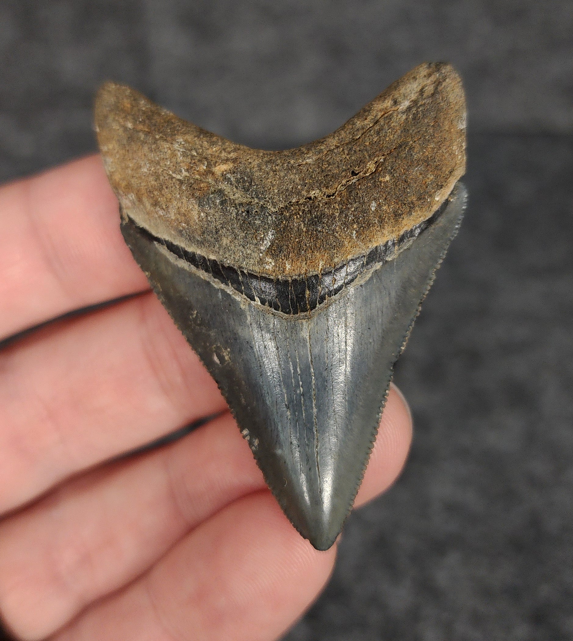 Front view of 2.28-inch high-quality Megalodon tooth fossil from Venice, Florida, showcasing glossy enamel and sharp serrations.