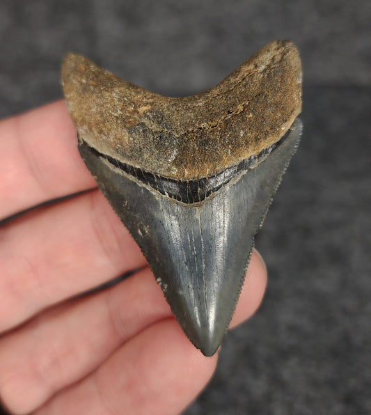 Front view of 2.28-inch high-quality Megalodon tooth fossil from Venice, Florida, showcasing glossy enamel and sharp serrations.