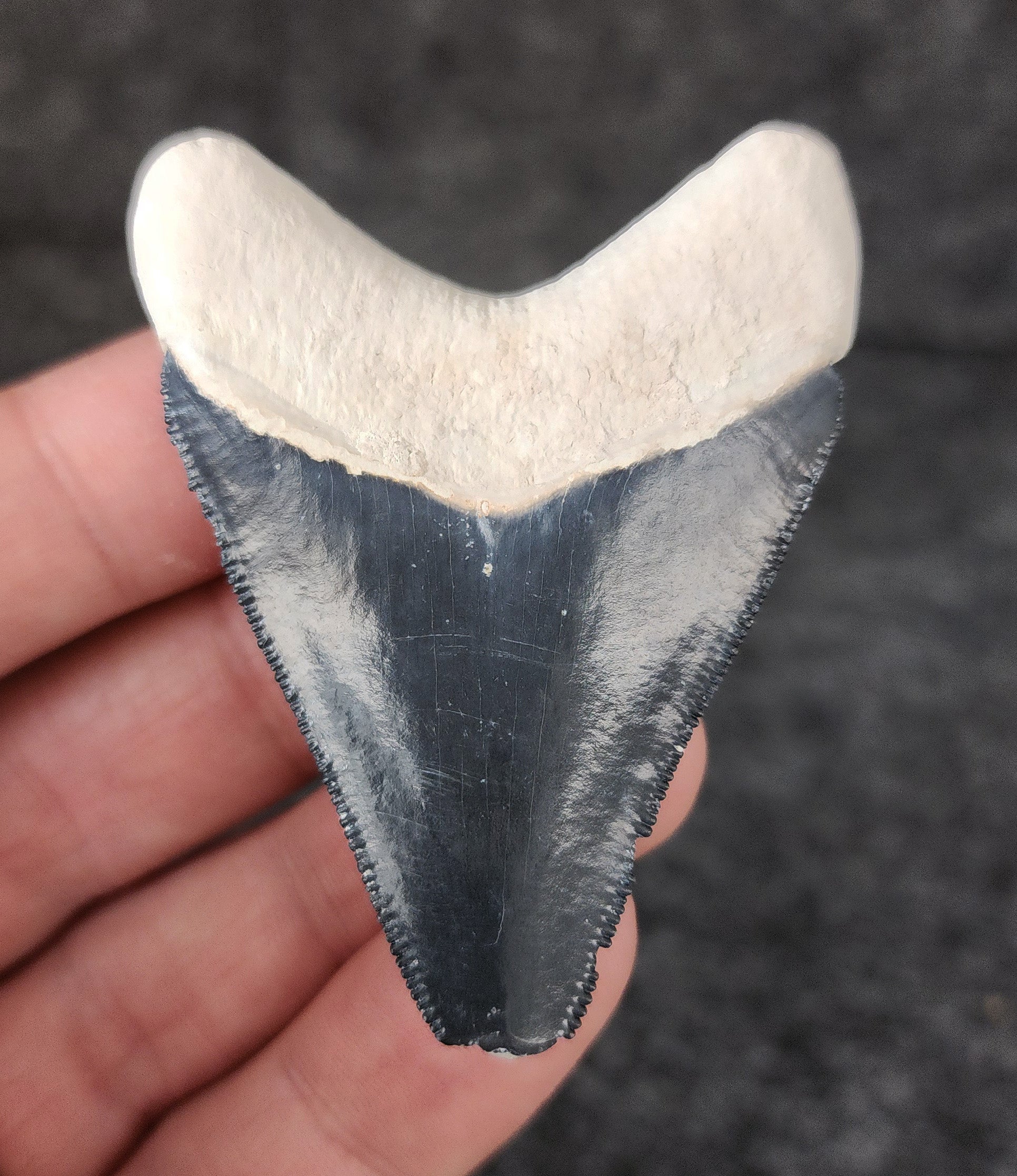 Back view of 2.38-inch Megalodon tooth fossil, highlighting the root structure and enamel preservation.