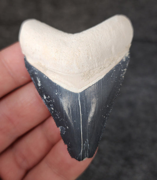 Front view of 2.38-inch authentic Megalodon tooth fossil from Bone Valley, Florida, showcasing natural enamel and robust root.