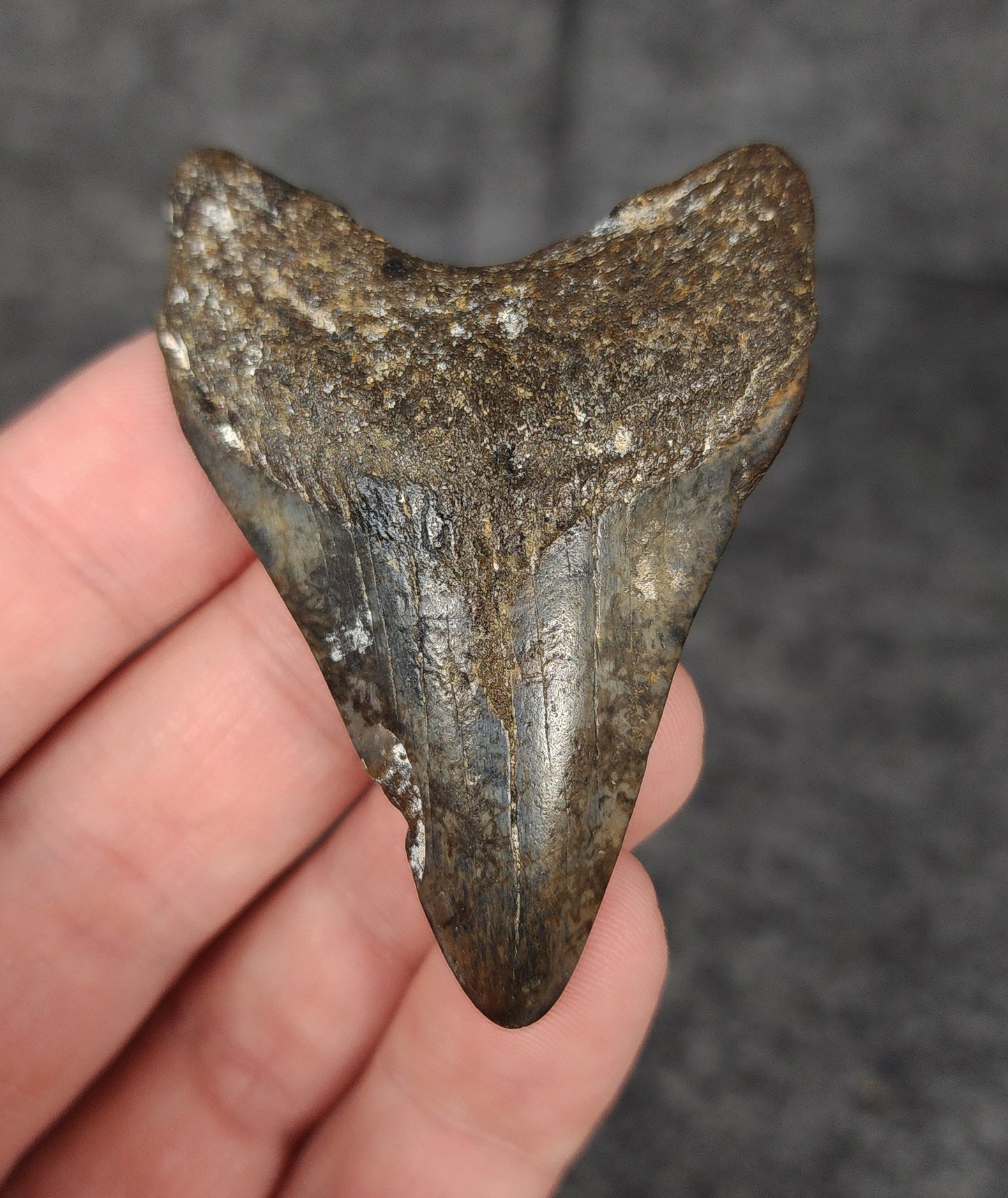 Authentic 2.44-inch fossil Megalodon tooth from Venice, Florida – front view with visible enamel and natural wear.