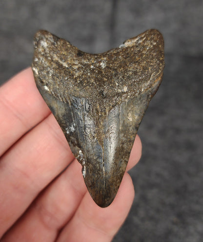 Authentic 2.44-inch fossil Megalodon tooth from Venice, Florida – front view with visible enamel and natural wear.