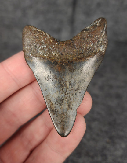 Back of a 2.44-inch Venice Megalodon tooth fossil, showcasing root structure and preservation quality.