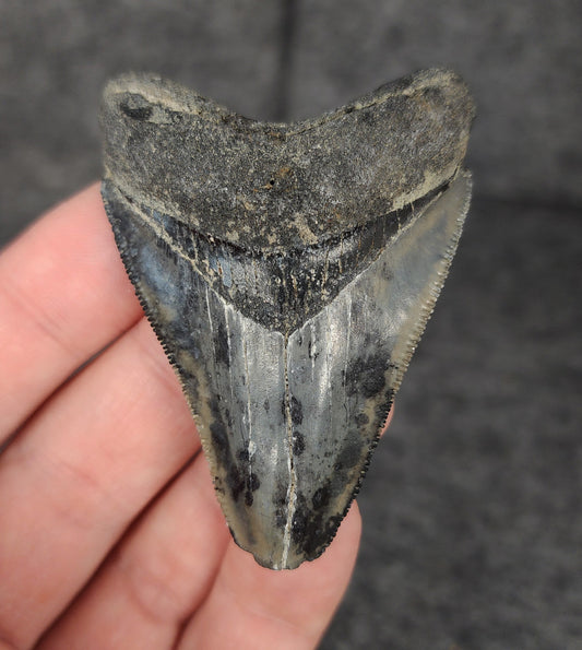 Front view of a 2.45-inch authentic fossil Megalodon tooth from Venice, Florida, featuring preserved enamel and natural marine wear.