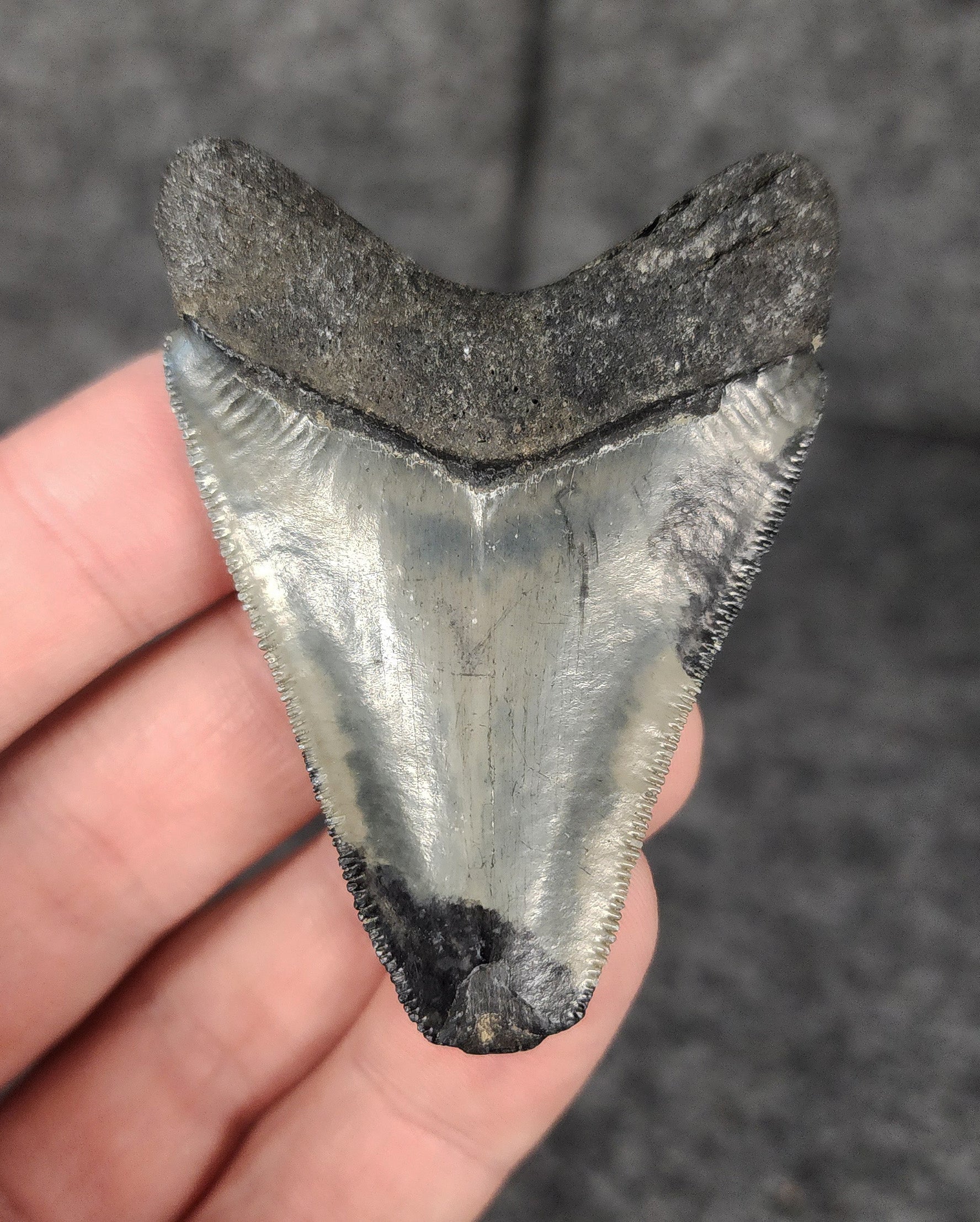 Back of a 2.45-inch Megalodon tooth fossil from Venice, Florida, highlighting the root structure and overall condition.