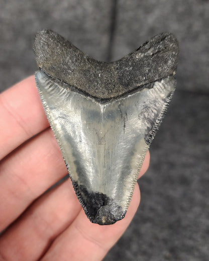 Back of a 2.45-inch Megalodon tooth fossil from Venice, Florida, highlighting the root structure and overall condition.