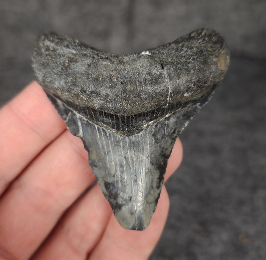 Front view of a 2.47-inch authentic Megalodon tooth fossil from Venice, Florida, showcasing detailed enamel and natural coloration.