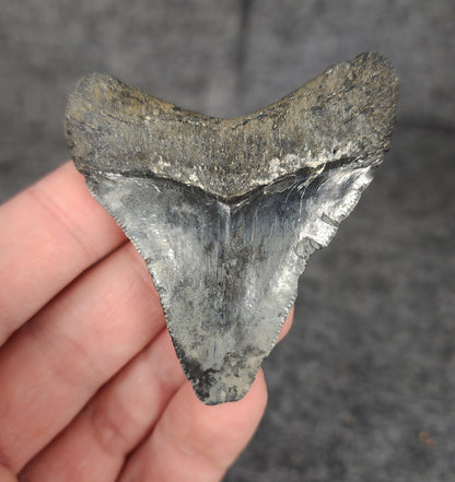 Back side of a 2.47-inch fossil Megalodon tooth from Venice, Florida, featuring root texture and preservation details.