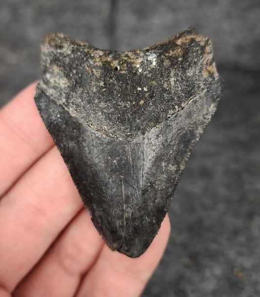 Front view of a 2.51-inch authentic Megalodon tooth fossil from Venice, Florida, highlighting enamel texture and natural marine polish.