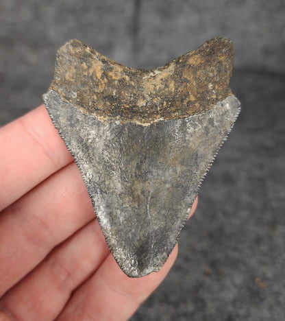 Back of a 2.51-inch fossil Megalodon tooth from Venice, Florida, showing root detail and well-preserved fossil structure.