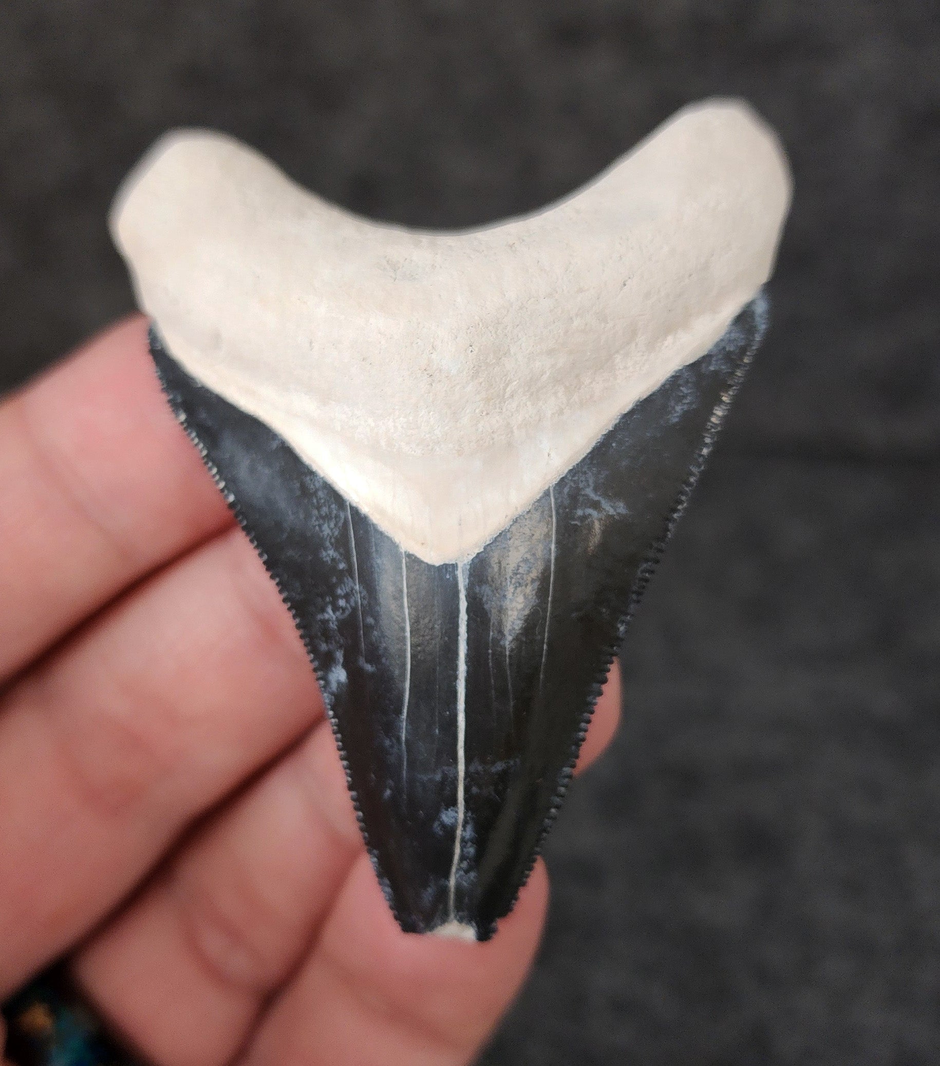Front view of a 2.56-inch authentic Megalodon tooth fossil from Bone Valley, Florida, featuring glossy enamel and well-defined serrations.