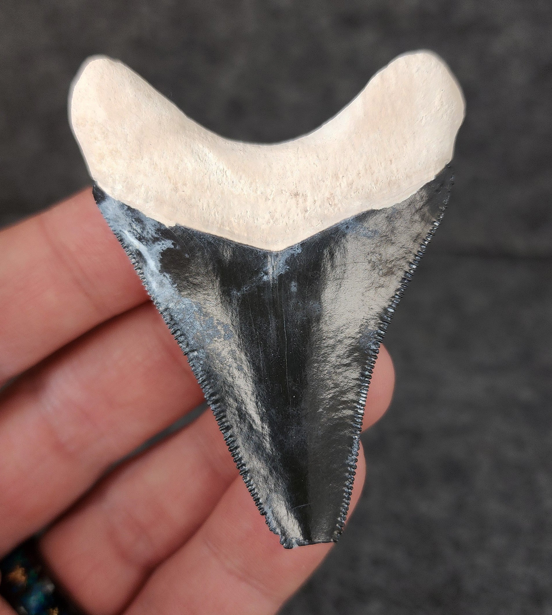 Rear view of a 2.56-inch Bone Valley Megalodon tooth fossil, highlighting natural root structure and overall preservation.