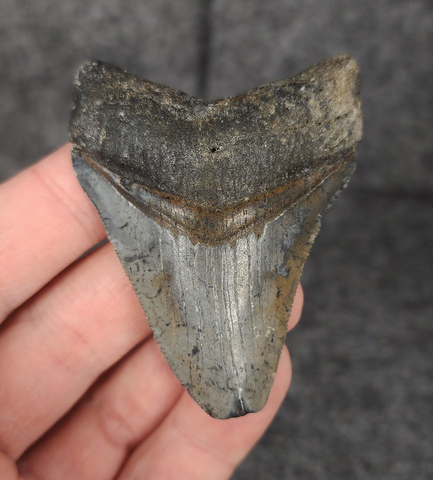 Front view of a 2.60-inch authentic Megalodon tooth fossil from Venice, Florida, displaying rich enamel and natural fossil patina.
