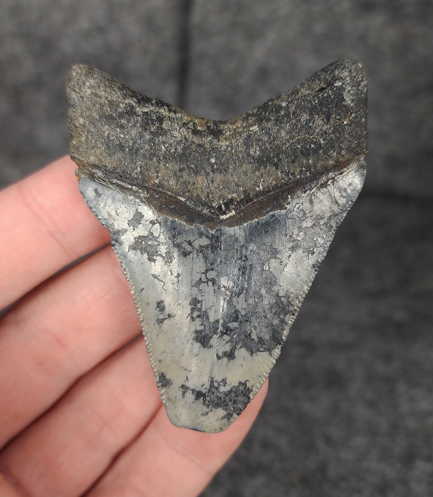 Back of a 2.60-inch Venice Megalodon tooth fossil showing preserved root features and overall fossil integrity.