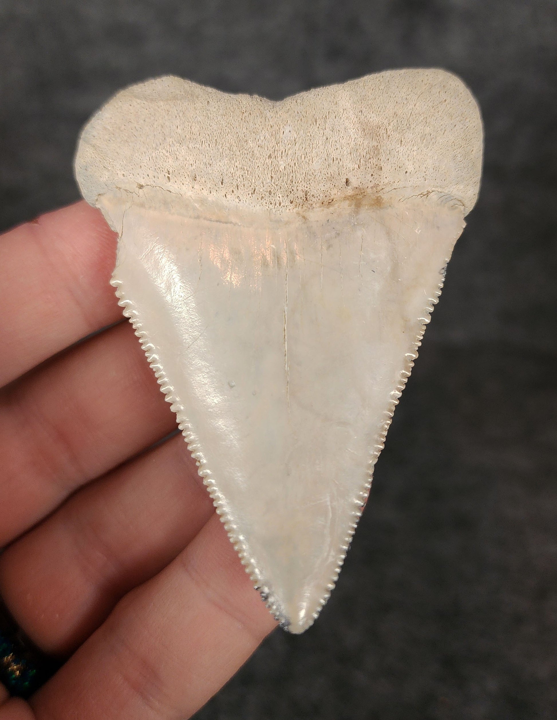 Rear view of a 2.80-inch fossil Great White shark tooth from Bone Valley, Florida, highlighting the intact root structure and natural coloration.