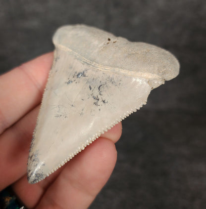 Display view of a 2.80-inch Great White shark tooth fossil from Bone Valley, Florida, shown with measurement scale for size reference.