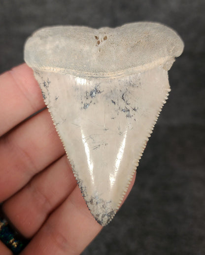 Front view of a 2.80-inch fossilized Great White shark tooth from Bone Valley, Florida, showcasing sharp serrations and well-preserved enamel.