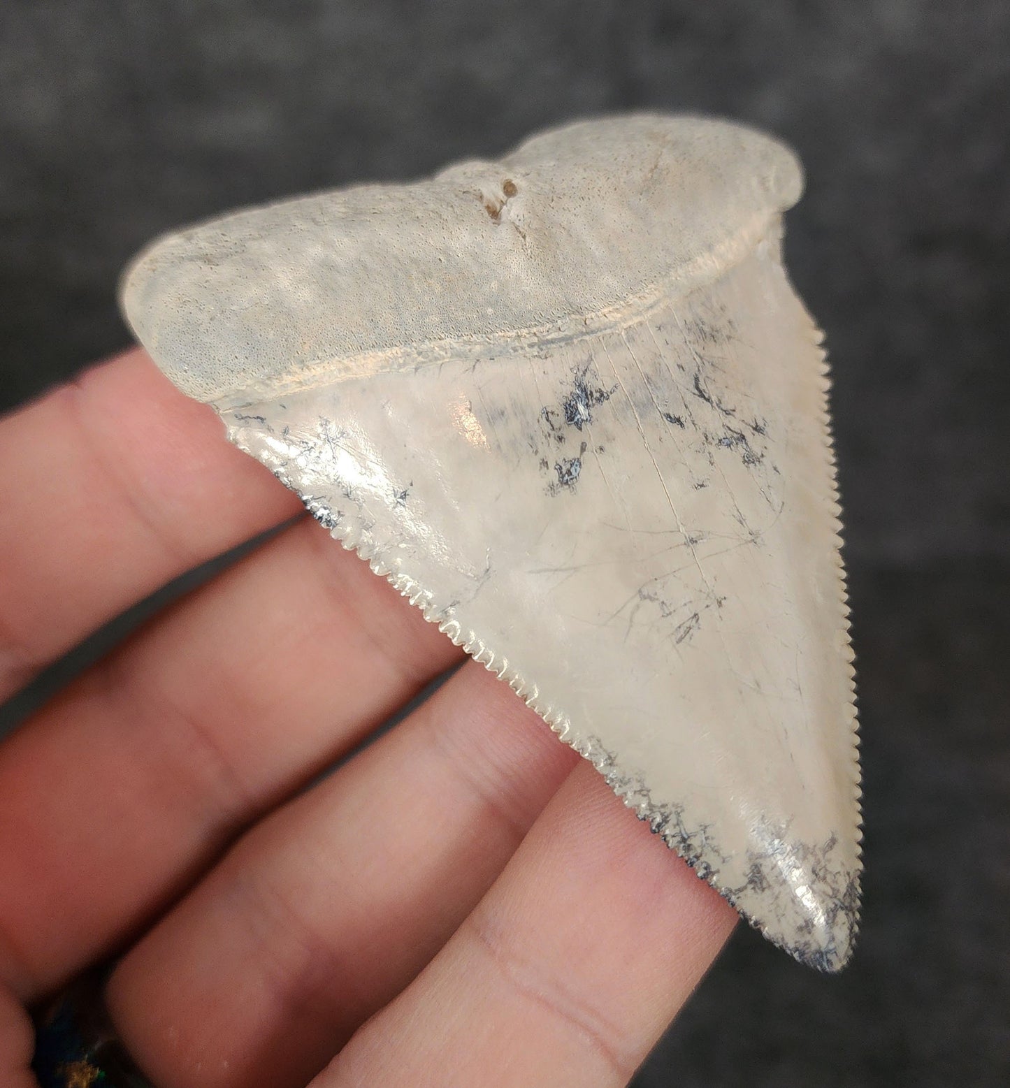 Side angle of a 2.80-inch fossilized Great White shark tooth from Bone Valley, Florida, emphasizing the tooth's thickness and curvature.