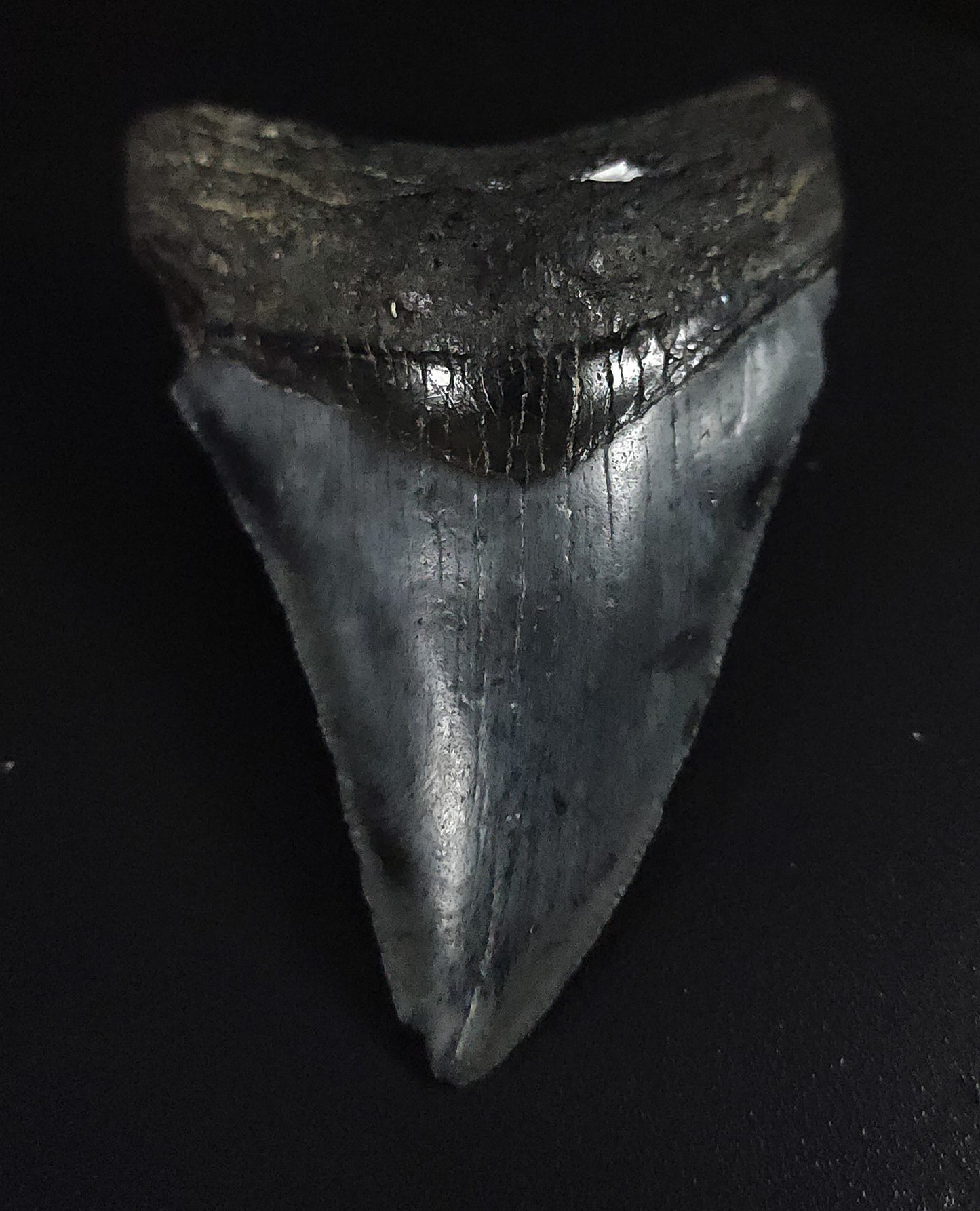Front view of a 2.92-inch authentic Megalodon tooth fossil from Venice, Florida, featuring detailed enamel and coastal coloration.
