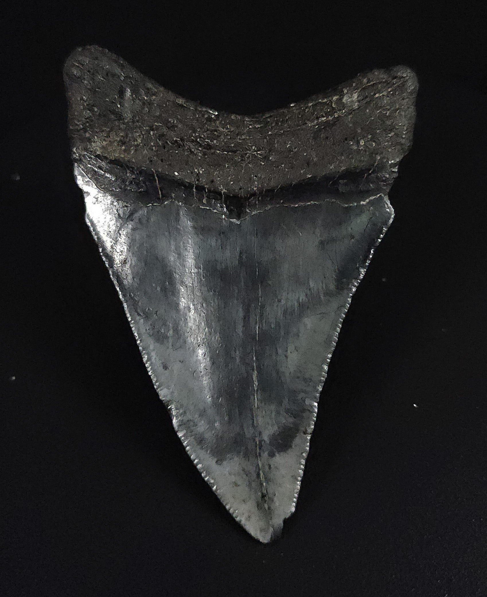 Back view of a 2.92-inch Megalodon tooth fossil from Venice, Florida, showcasing natural root preservation and texture.