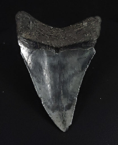 Back view of a 2.92-inch Megalodon tooth fossil from Venice, Florida, showcasing natural root preservation and texture.