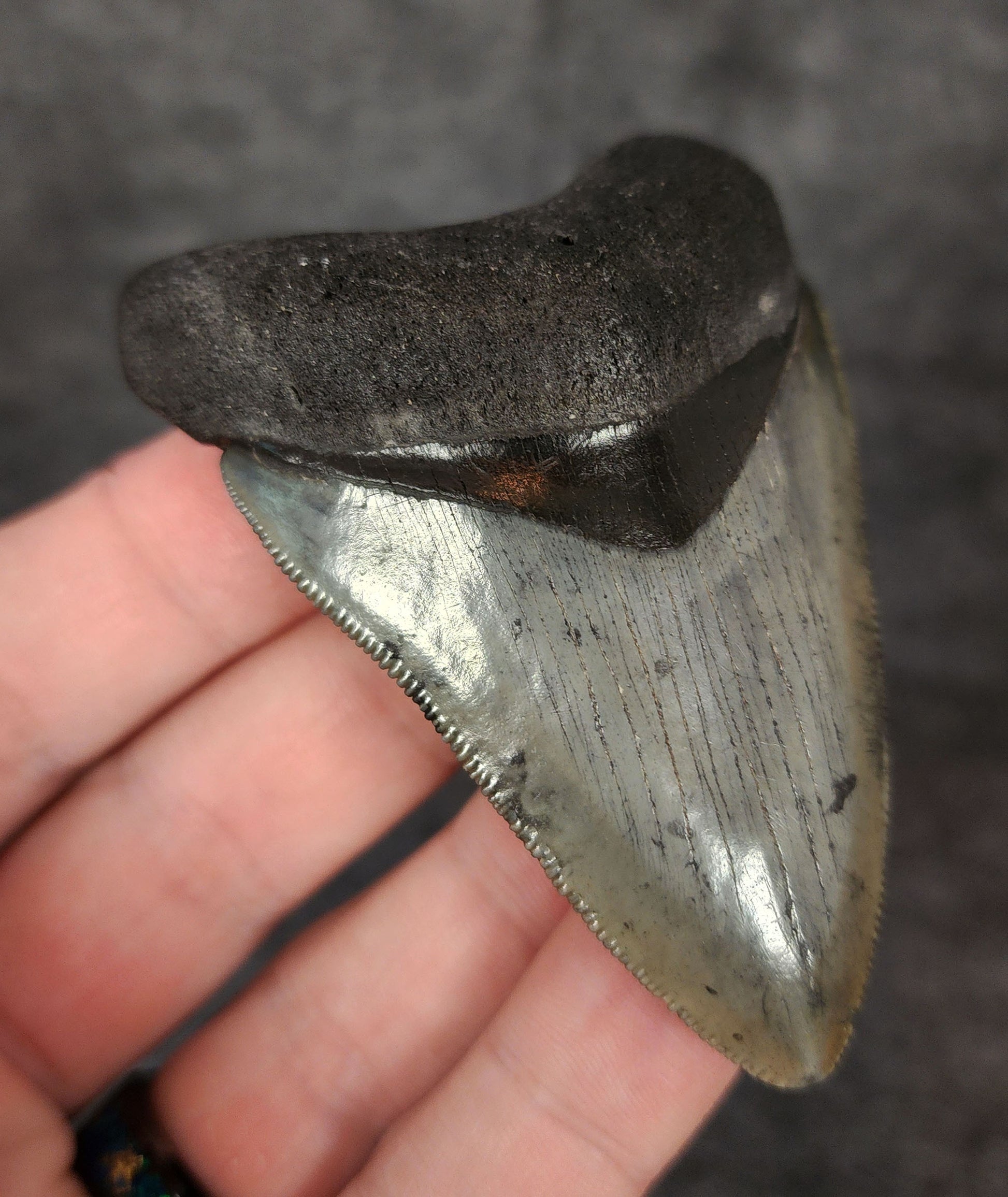 Side angle of a 2.94-inch Venice Megalodon tooth fossil, highlighting thickness and enamel edge profile.
