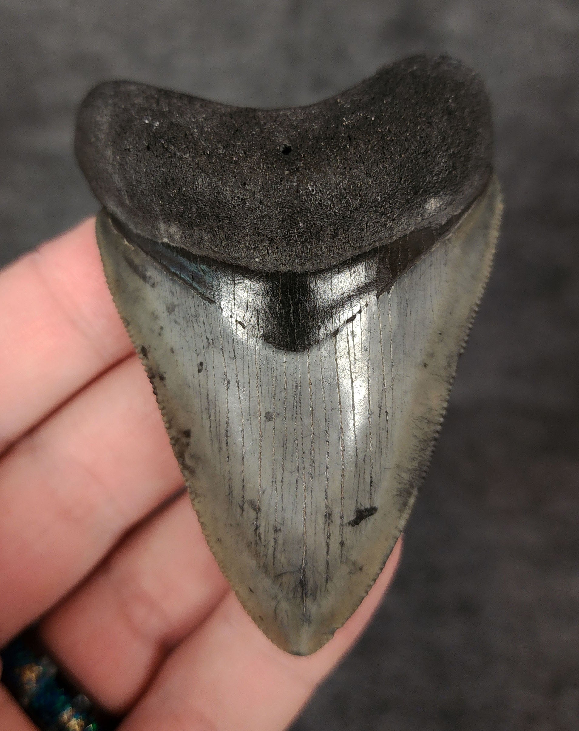 Front view of a high-quality 2.94-inch Megalodon tooth fossil from Venice, Florida, showing sharp serrations and smooth enamel.
