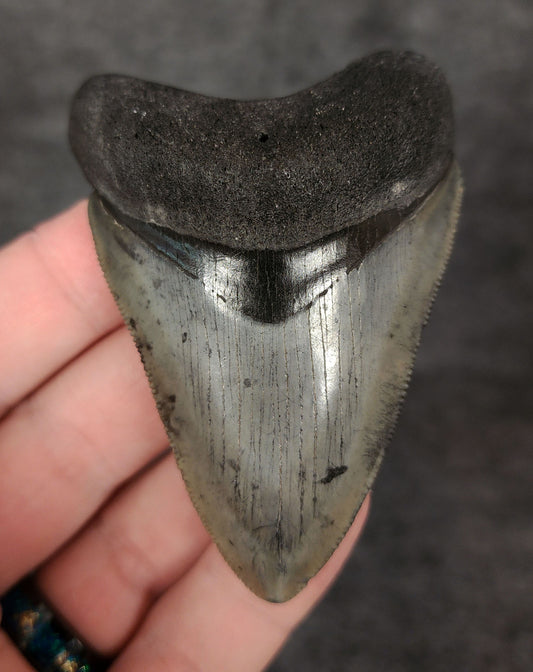 Front view of a high-quality 2.94-inch Megalodon tooth fossil from Venice, Florida, showing sharp serrations and smooth enamel.