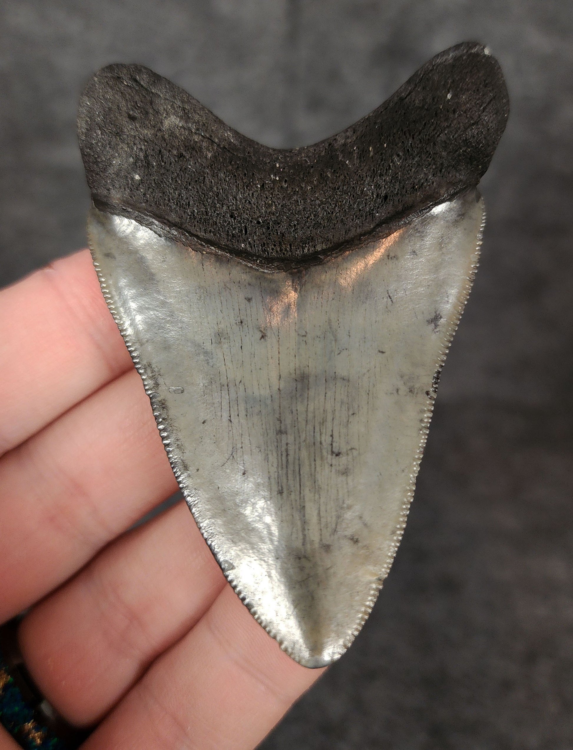 Back side of a 2.94-inch fossil Megalodon tooth from Venice, Florida, featuring root detail and excellent preservation.