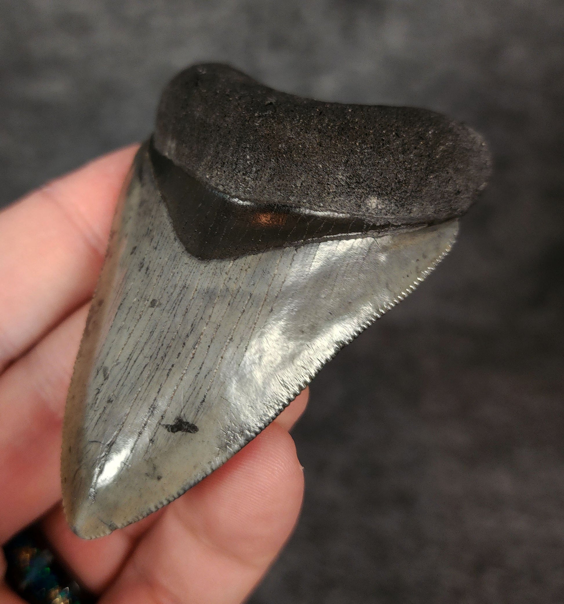 Display view of a 2.94-inch Megalodon tooth from Venice, Florida, showing fossil scale and surface coloration.
