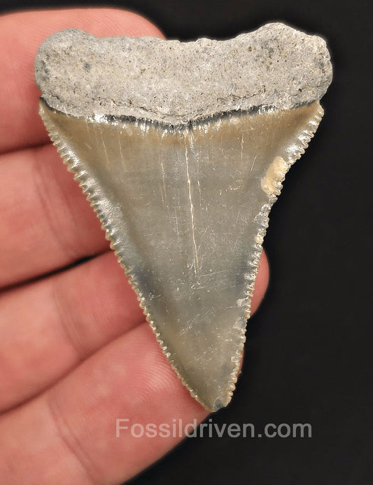 2.00" Fossil Great White Tooth - St. Augustine, FL - 100% Authentic - Fossil Driven
