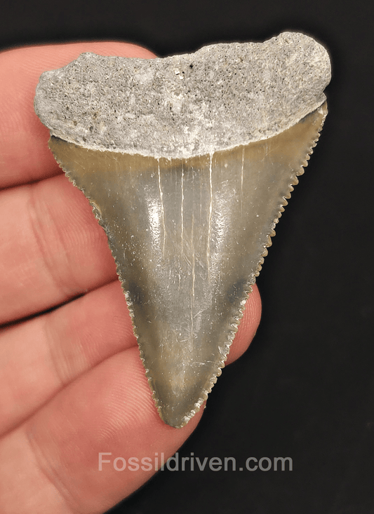 2.00" Fossil Great White Tooth - St. Augustine, FL - 100% Authentic - Fossil Driven