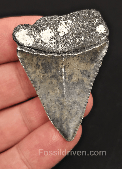 2.00" Fossil Great White Tooth - St. Augustine, FL - Real Fossil - Fossil Driven