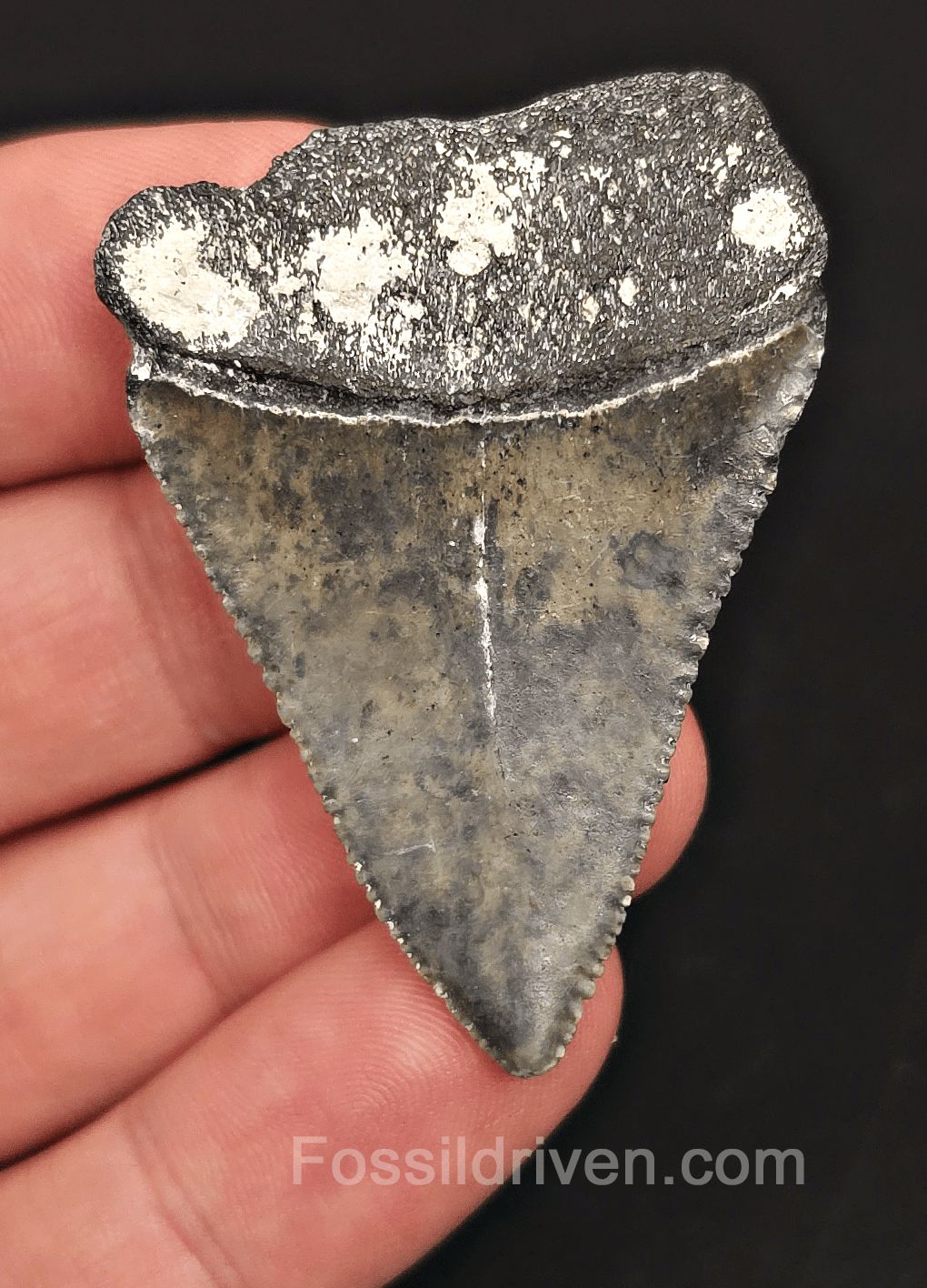 2.00" Fossil Great White Tooth - St. Augustine, FL - Real Fossil - Fossil Driven