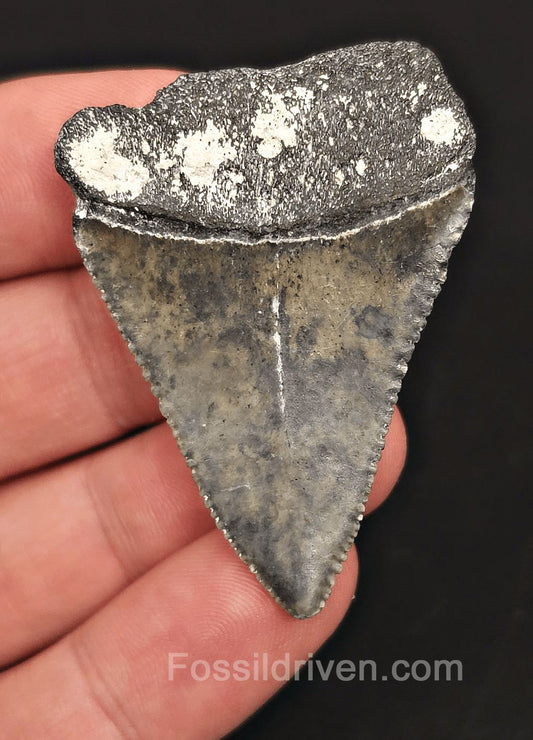 2.00" Fossil Great White Tooth - St. Augustine, FL - Real Fossil - Fossil Driven