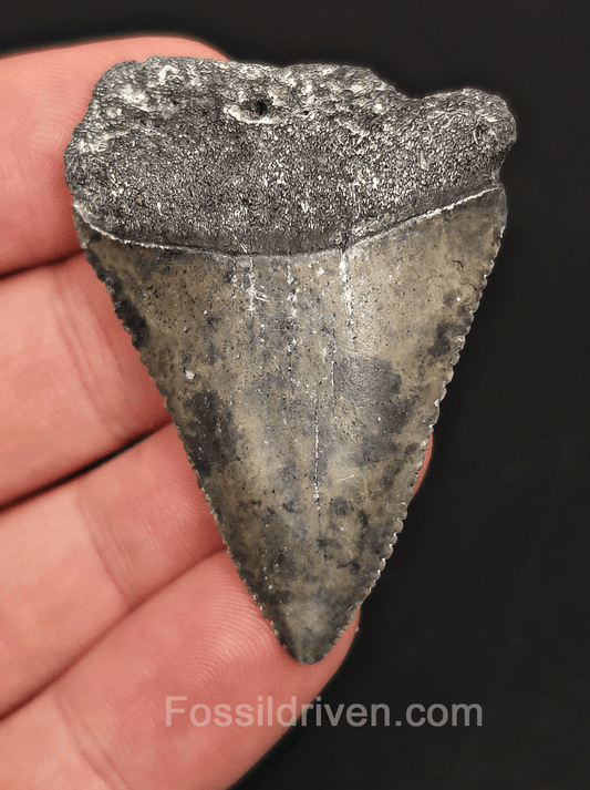 2.00" Fossil Great White Tooth - St. Augustine, FL - Real Fossil - Fossil Driven