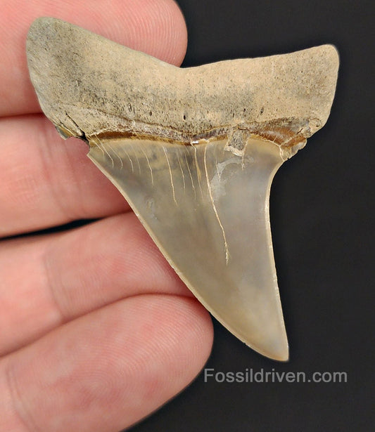 2.00" Fossil Hastalis Mako Shark Tooth – Lee Creek, North Carolina | Fossil Driven - Fossil Driven