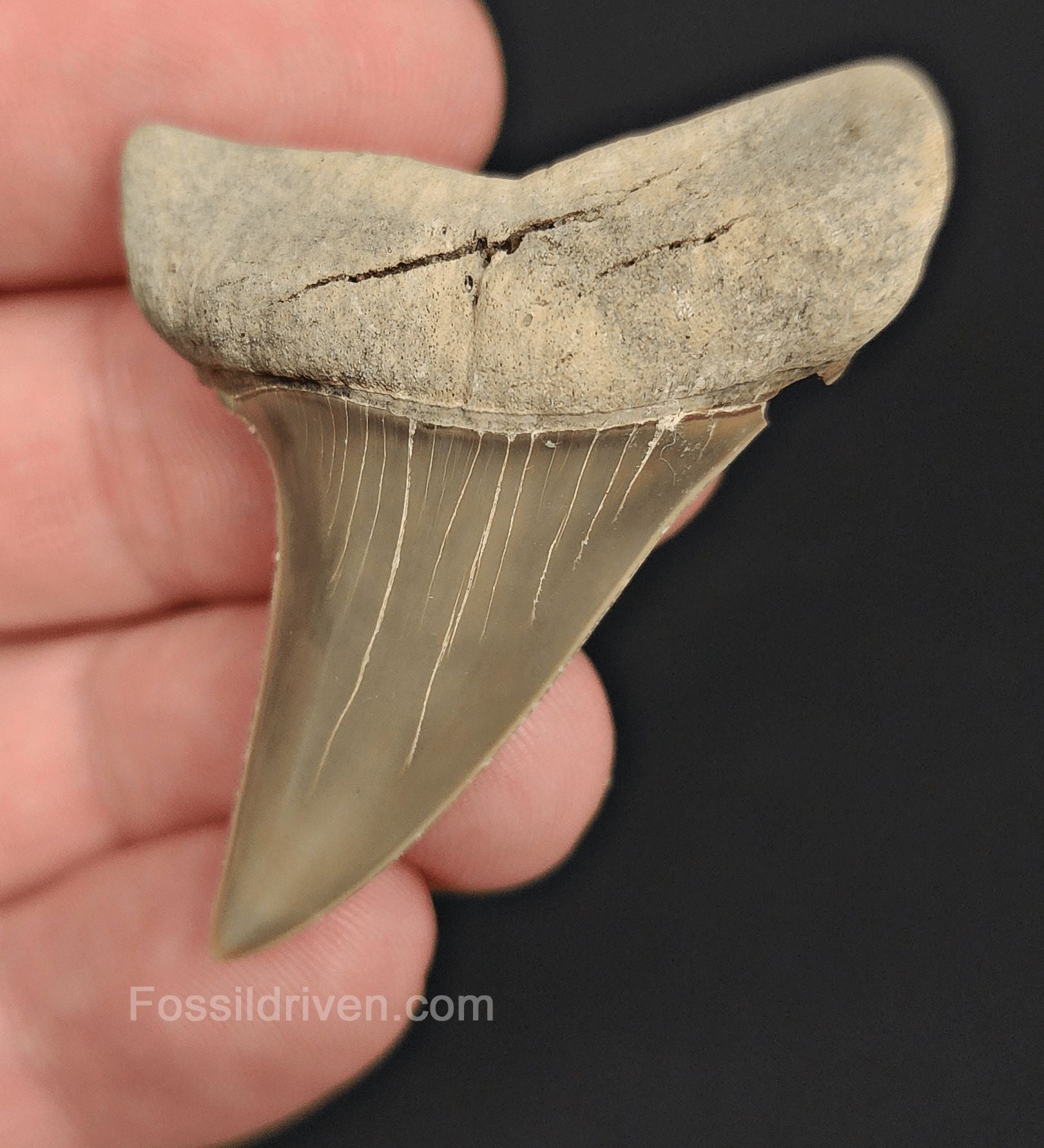 2.00" Fossil Hastalis Mako Shark Tooth – Lee Creek, North Carolina | Fossil Driven - Fossil Driven
