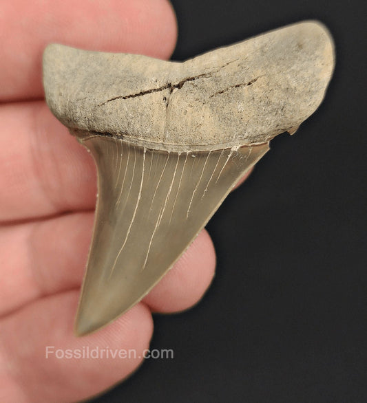 2.00" Fossil Hastalis Mako Shark Tooth – Lee Creek, North Carolina | Fossil Driven - Fossil Driven