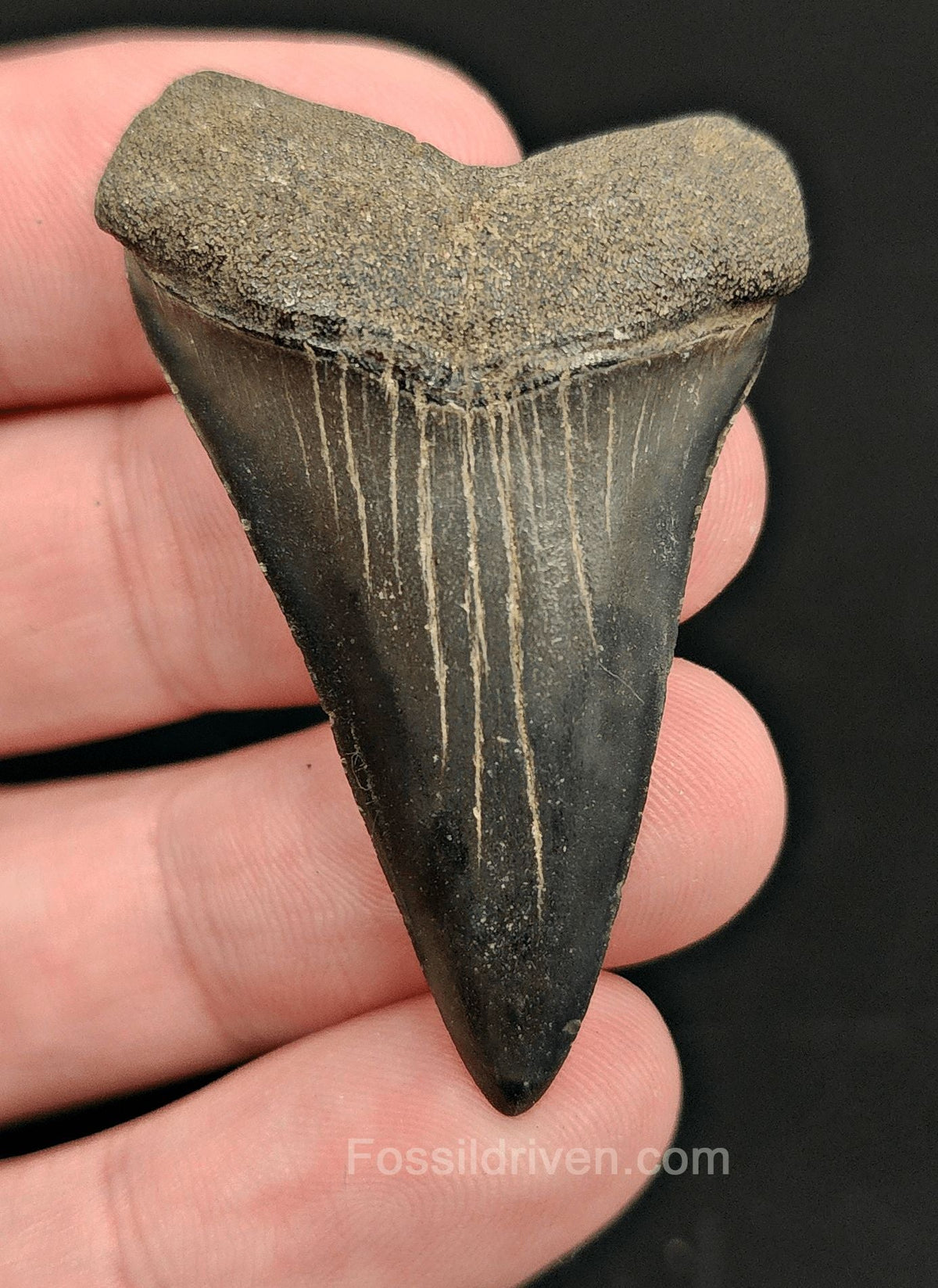 2.01 Fossil Hastalis Mako Shark Tooth – Beaufort, South Carolina | Fossil Driven - Fossil Driven