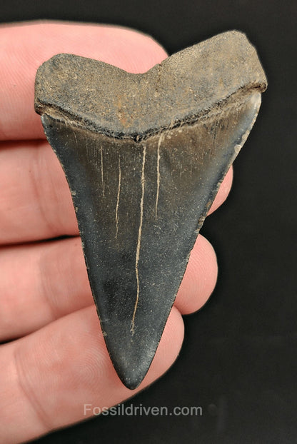 2.01 Fossil Hastalis Mako Shark Tooth – Beaufort, South Carolina | Fossil Driven - Fossil Driven