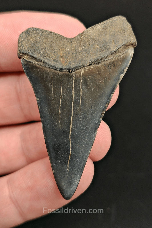 2.01 Fossil Hastalis Mako Shark Tooth – Beaufort, South Carolina | Fossil Driven - Fossil Driven