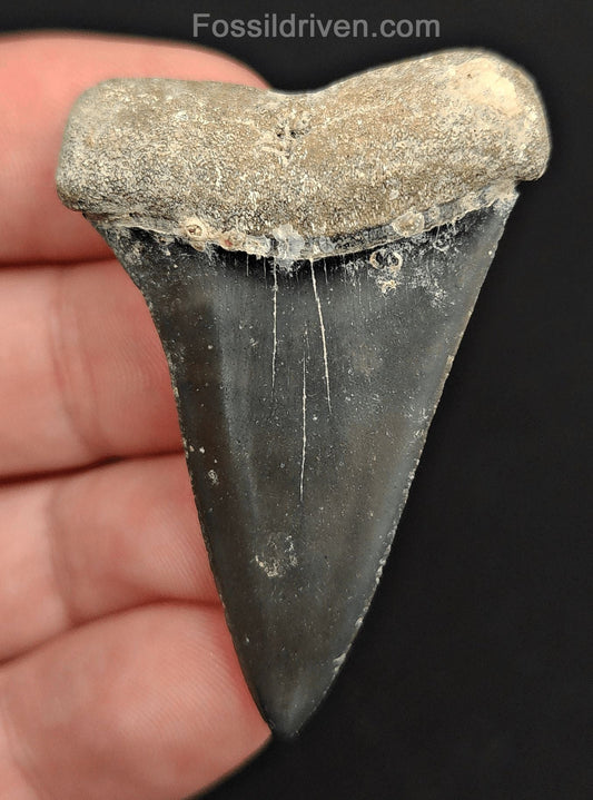 2.01" Fossil Hastalis Mako Shark Tooth – Golden Beach, Florida | Fossil Driven - Fossil Driven