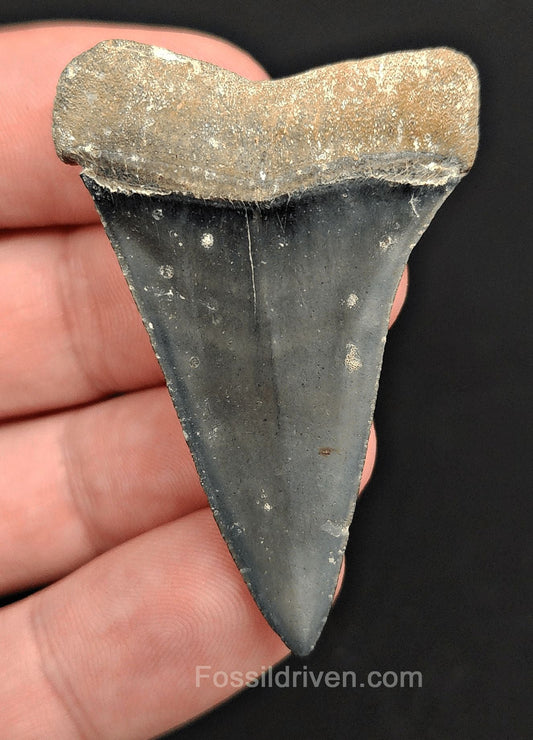 2.01" Fossil Hastalis Mako Shark Tooth – Golden Beach, Florida | Fossil Driven - Fossil Driven