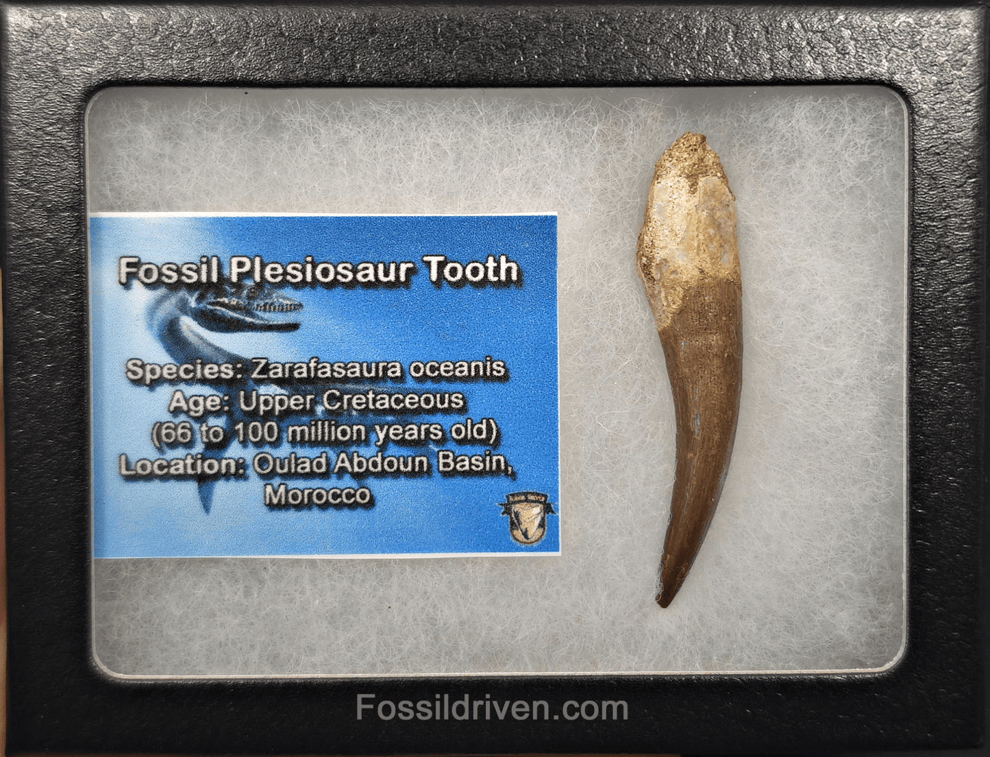 2.01" Fossil Plesiosaur (Zarafasaurus) Tooth - Morocco - Fossil Driven