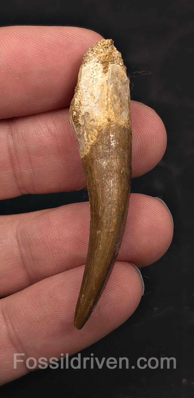 2.01" Fossil Plesiosaur (Zarafasaurus) Tooth - Morocco - Fossil Driven