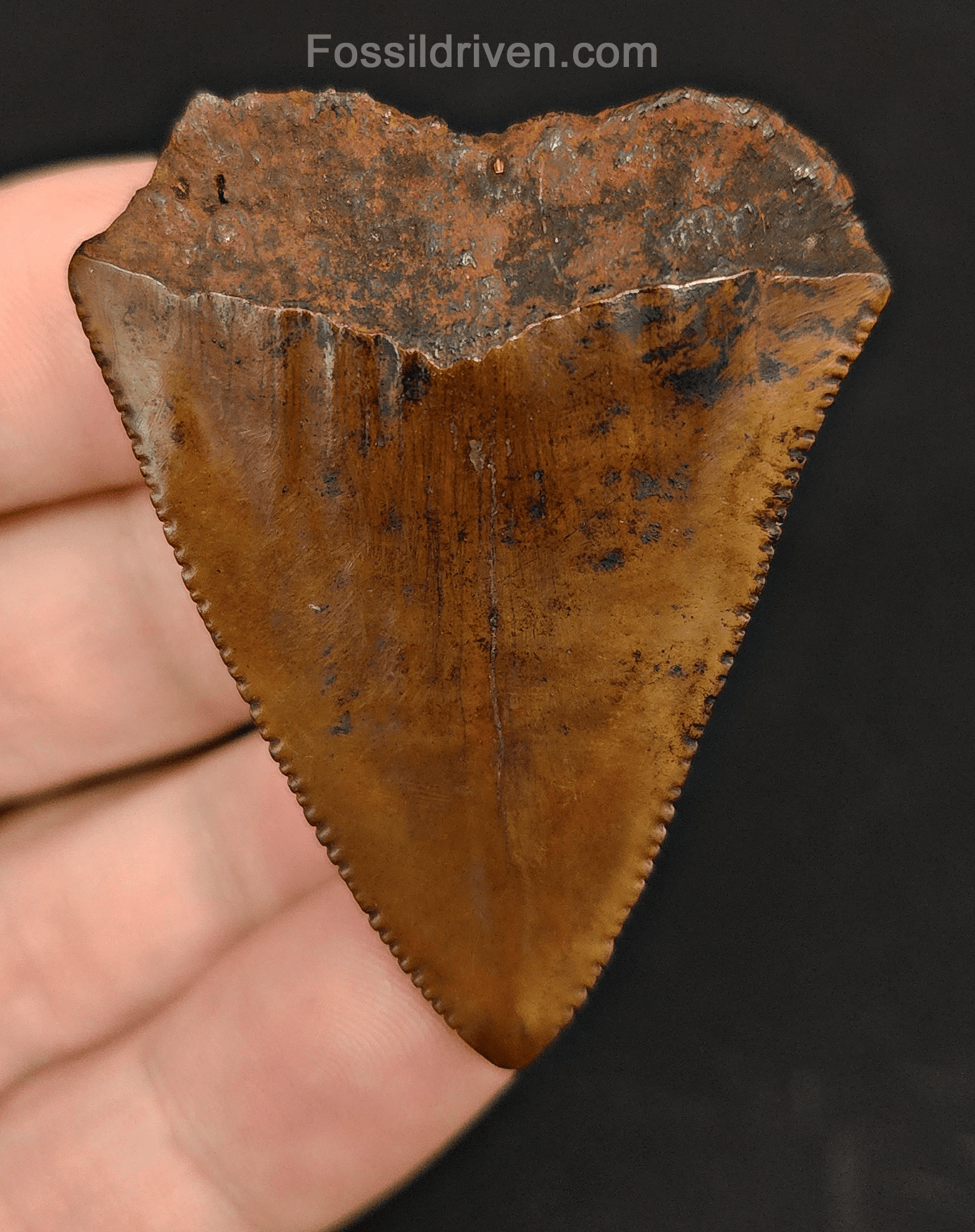 2.02" Fossil Great White Tooth - Meherrin River - 100% Authentic - Fossil Driven