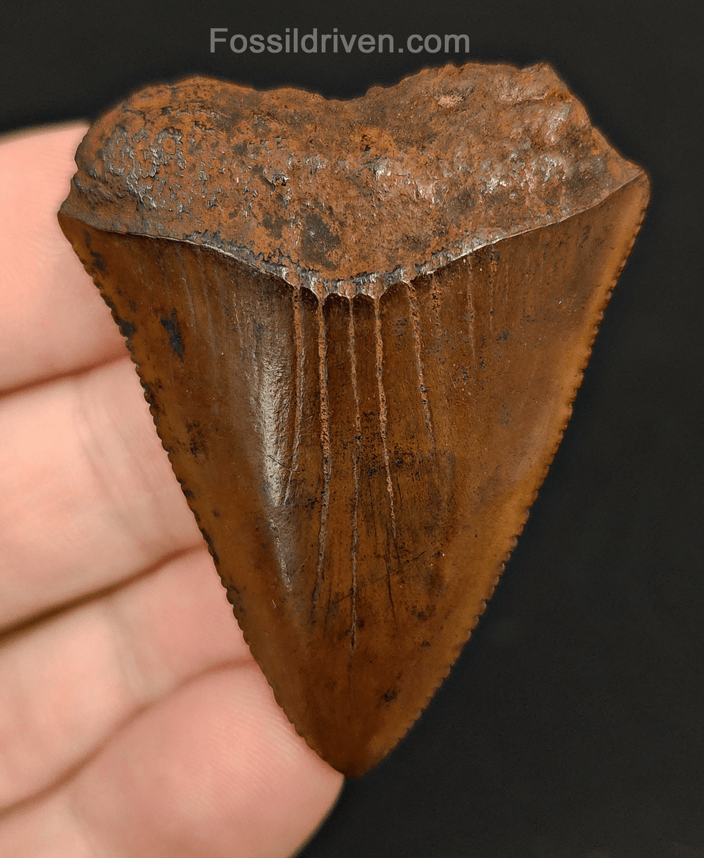 2.02" Fossil Great White Tooth - Meherrin River - 100% Authentic - Fossil Driven